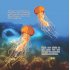 Two Childrens Stories from the Great Barrier Reef GIFT SET 39% OFF - CHILDREN'S CHRISTMAS WHOLESALE EARLY BIRD SPECIAL